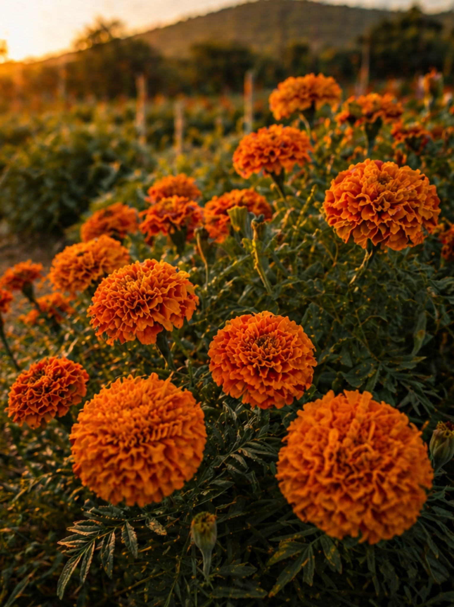 Orange flowers